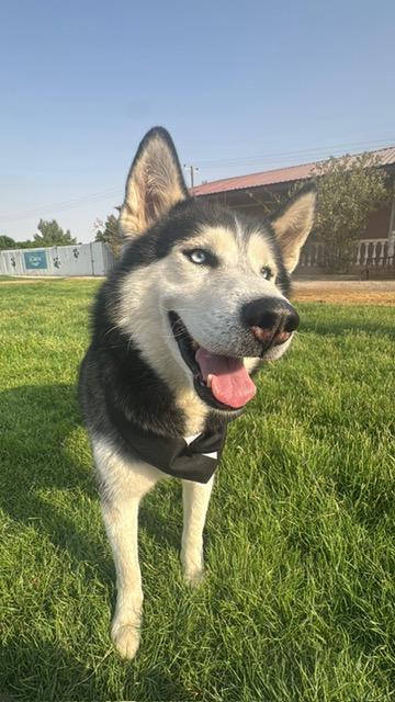 Icy, an adoptable Siberian Husky in Huntsville, ON, P1H 1P2 | Photo Image 4