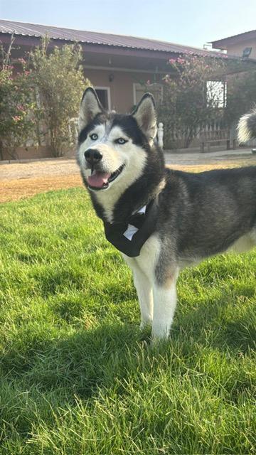 Icy, an adoptable Siberian Husky in Huntsville, ON, P1H 1P2 | Photo Image 2