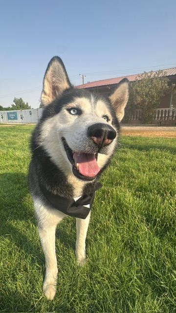 Icy, an adoptable Siberian Husky in Huntsville, ON, P1H 1P2 | Photo Image 1
