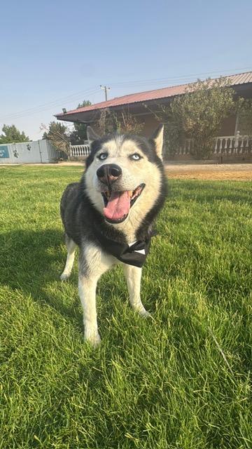 Icy, an adoptable Siberian Husky in Huntsville, ON, P1H 1P2 | Photo Image 5