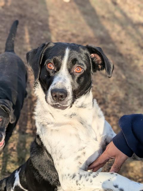 MILO, Adoptable, Adult Male English Springer Spaniel & Mixed Breed.