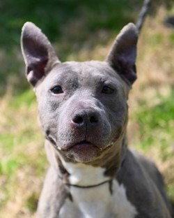 DA 24 Carmella, Adoptable, Adult Female Pit Bull Terrier.
