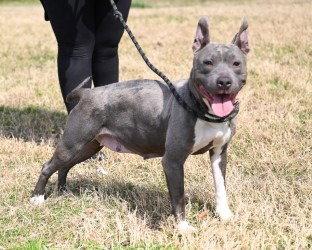 Enlarge DA 24 Carmella, a Adoptable Pit Bull Terrier in Glen Allen, VA image 2/3