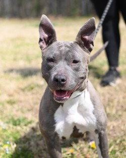 Enlarge DA 24 Carmella, a Adoptable Pit Bull Terrier in Glen Allen, VA image 3/3