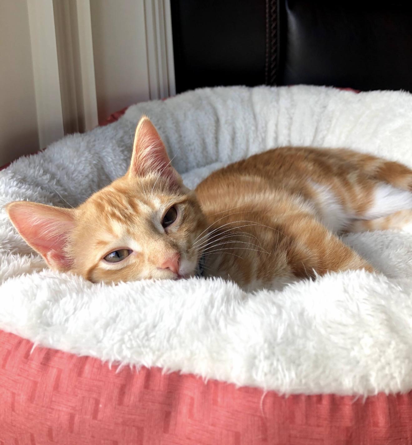 Enlarge Ruby aka Chips, an adopted mixed breed in Kenosha , WI image 2/3