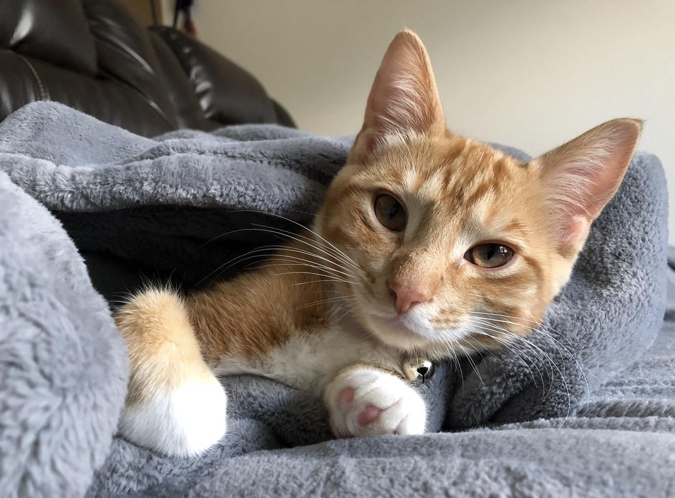 Ruby aka Chips, adopted, Adult Female Domestic Short Hair.