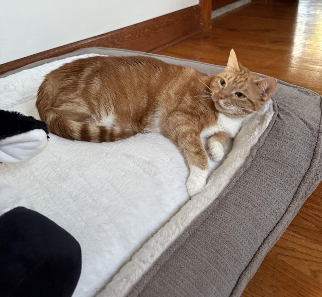 Enlarge Ruby aka Chips, an adopted mixed breed in Kenosha , WI image 3/3