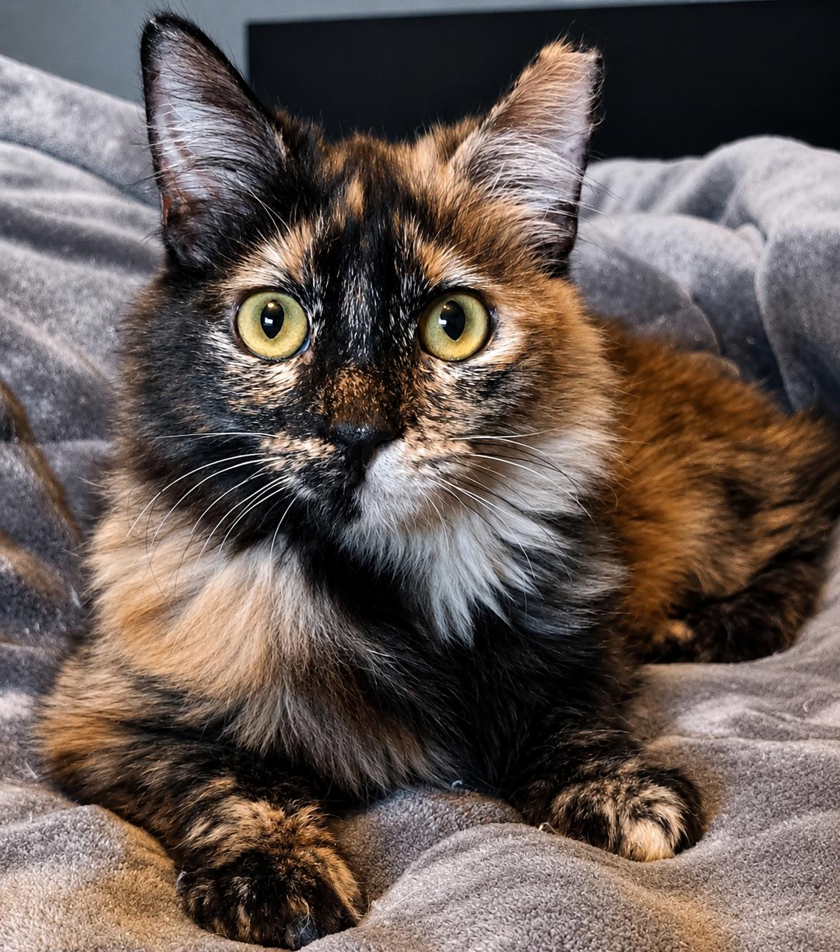 Marissa, ADOPTABLE, Young Female Domestic Medium Hair.