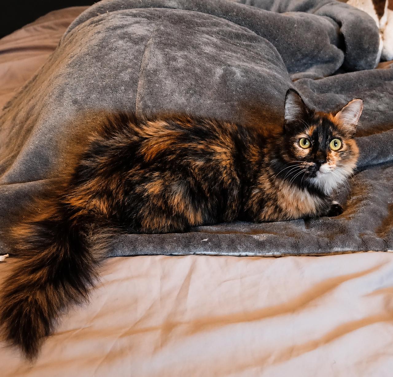 Enlarge Marissa, a ADOPTABLE Domestic Medium Hair in Scottsdale, AZ image 2/4