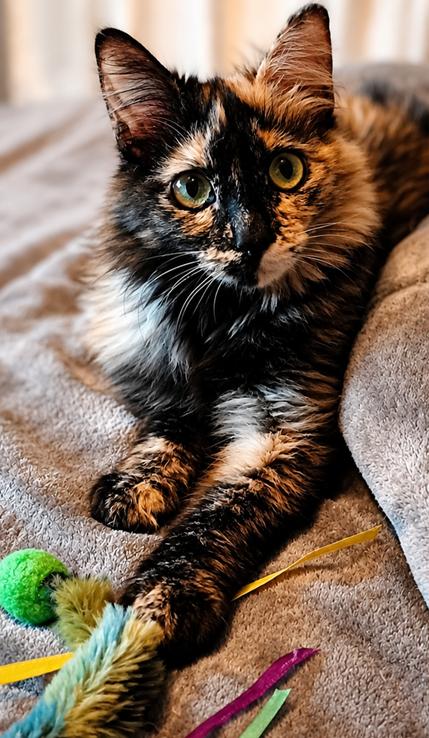Enlarge Marissa, a ADOPTABLE Domestic Medium Hair in Scottsdale, AZ image 4/4