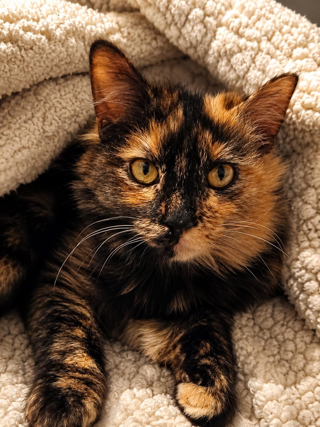 Enlarge Marissa, a ADOPTABLE Domestic Medium Hair in Scottsdale, AZ image 3/4