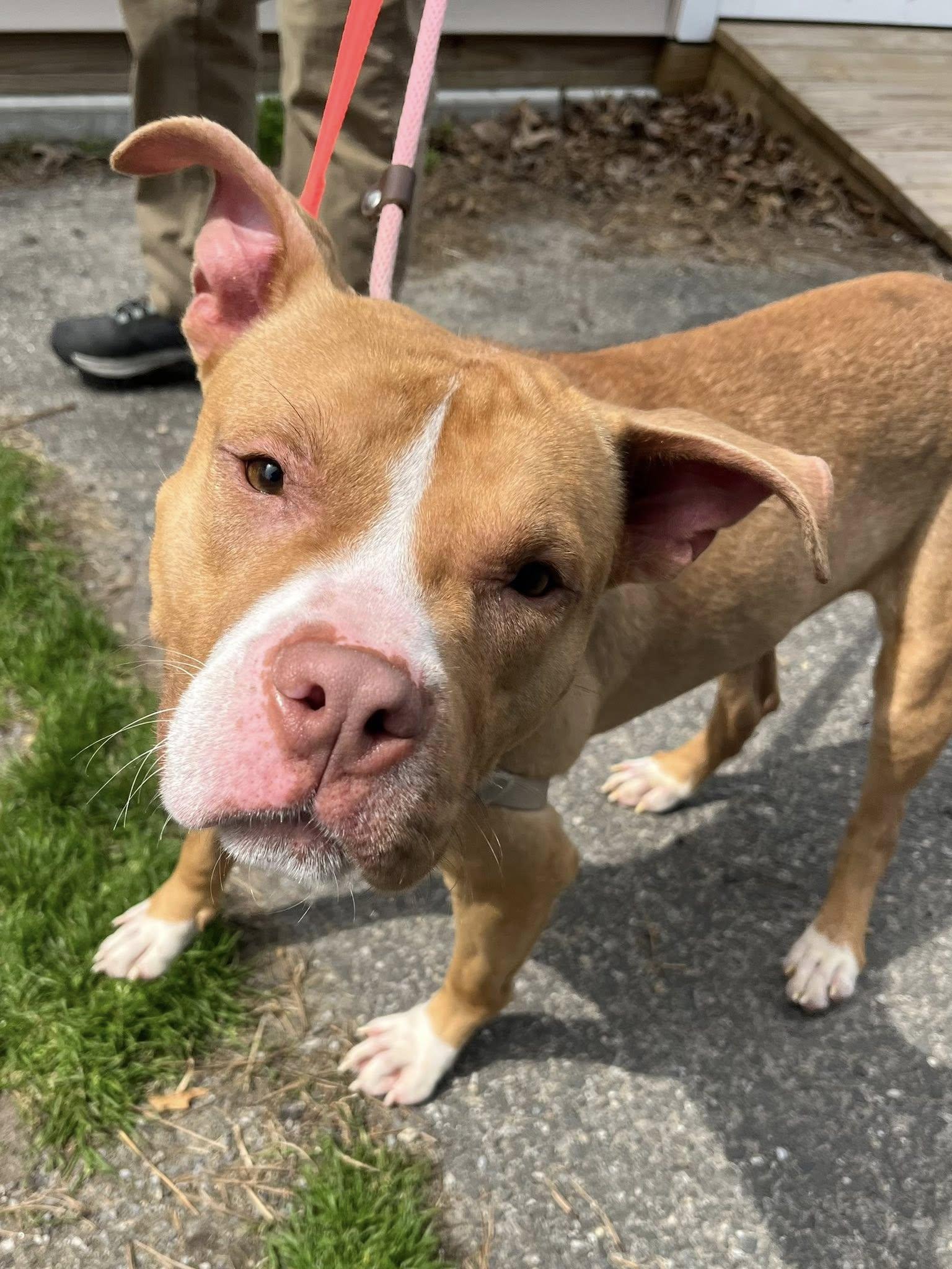Mercury, ADOPTABLE, Young Male American Staffordshire Terrier.