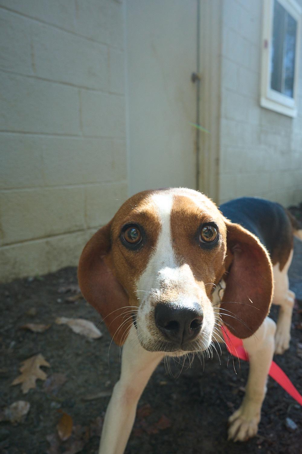 Enlarge Canoli, a Adoptable mixed breed in Floyd, VA image 2/5