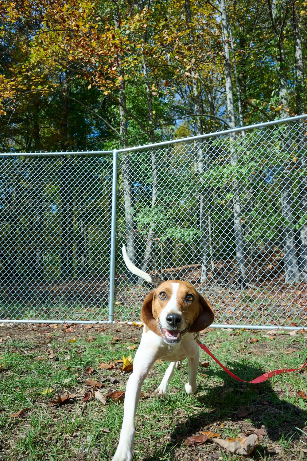 Enlarge Canoli, a Adoptable mixed breed in Floyd, VA image 4/5