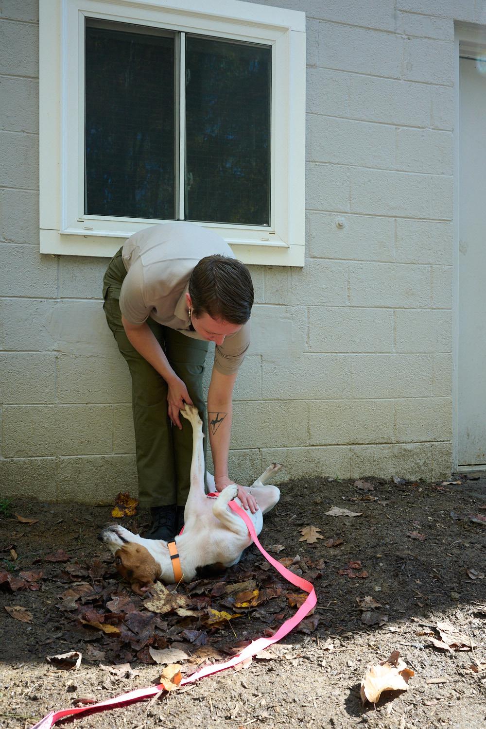 Enlarge Canoli, a Adoptable mixed breed in Floyd, VA image 5/5