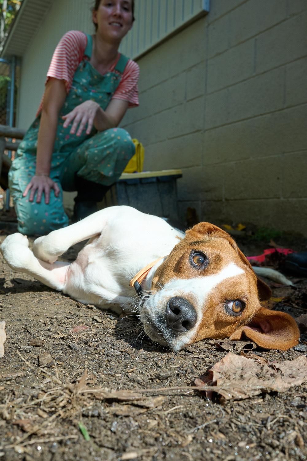 Enlarge Canoli, a Adoptable mixed breed in Floyd, VA image 3/5