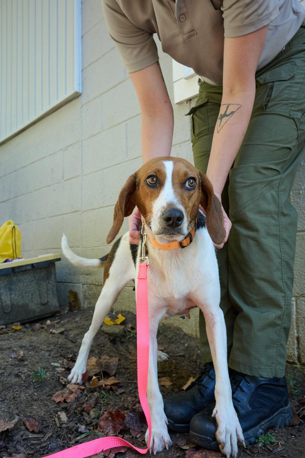 Canoli, Adoptable, Adult Female Beagle.
