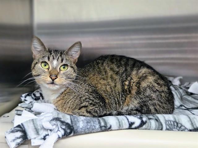 Enlarge AMULET, a Adoptable Domestic Short Hair in Ames, IA image 1/1