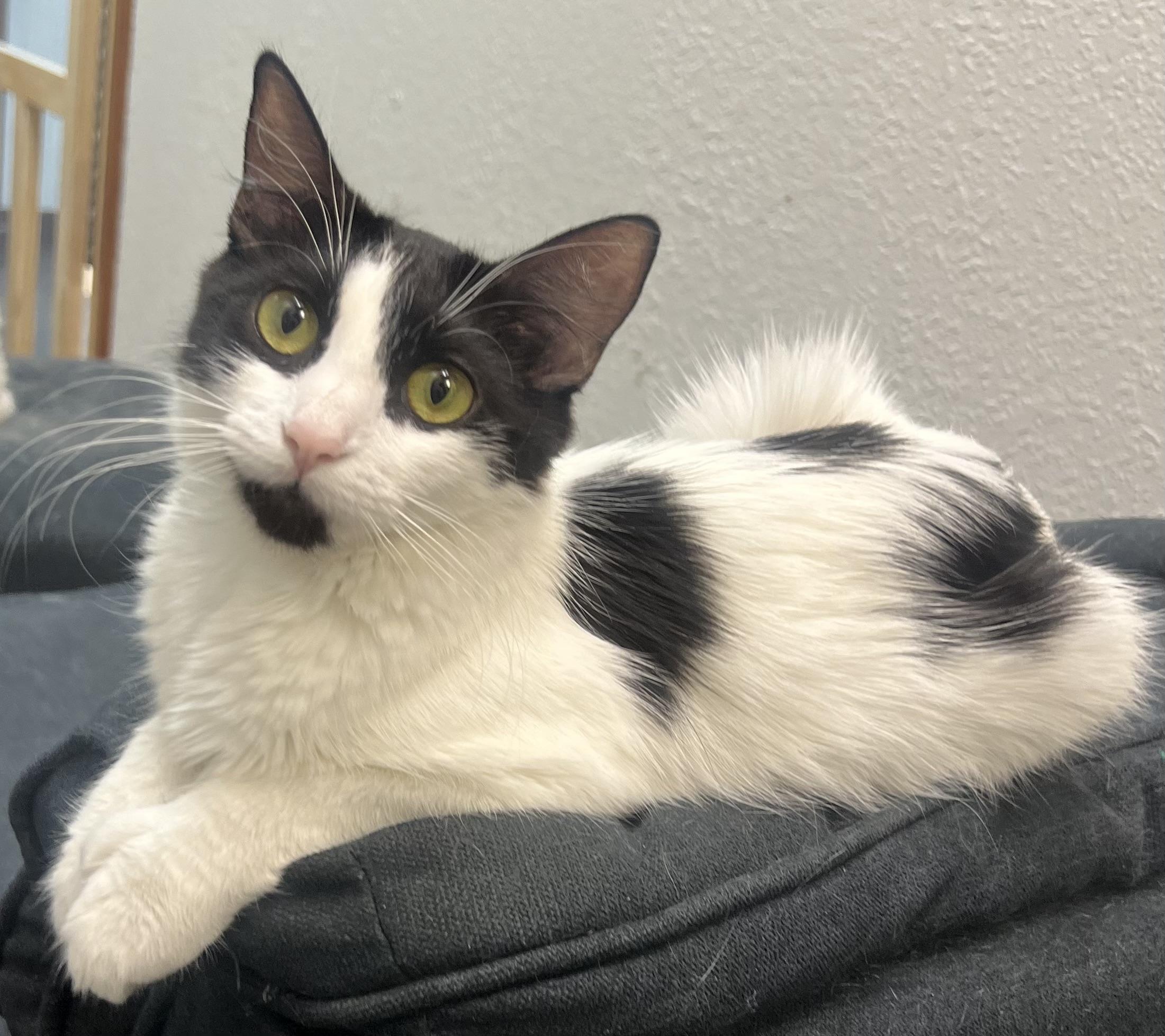 Smudge, an adoptable Turkish Angora in Anchorage, AK, 99518 | Photo Image 1