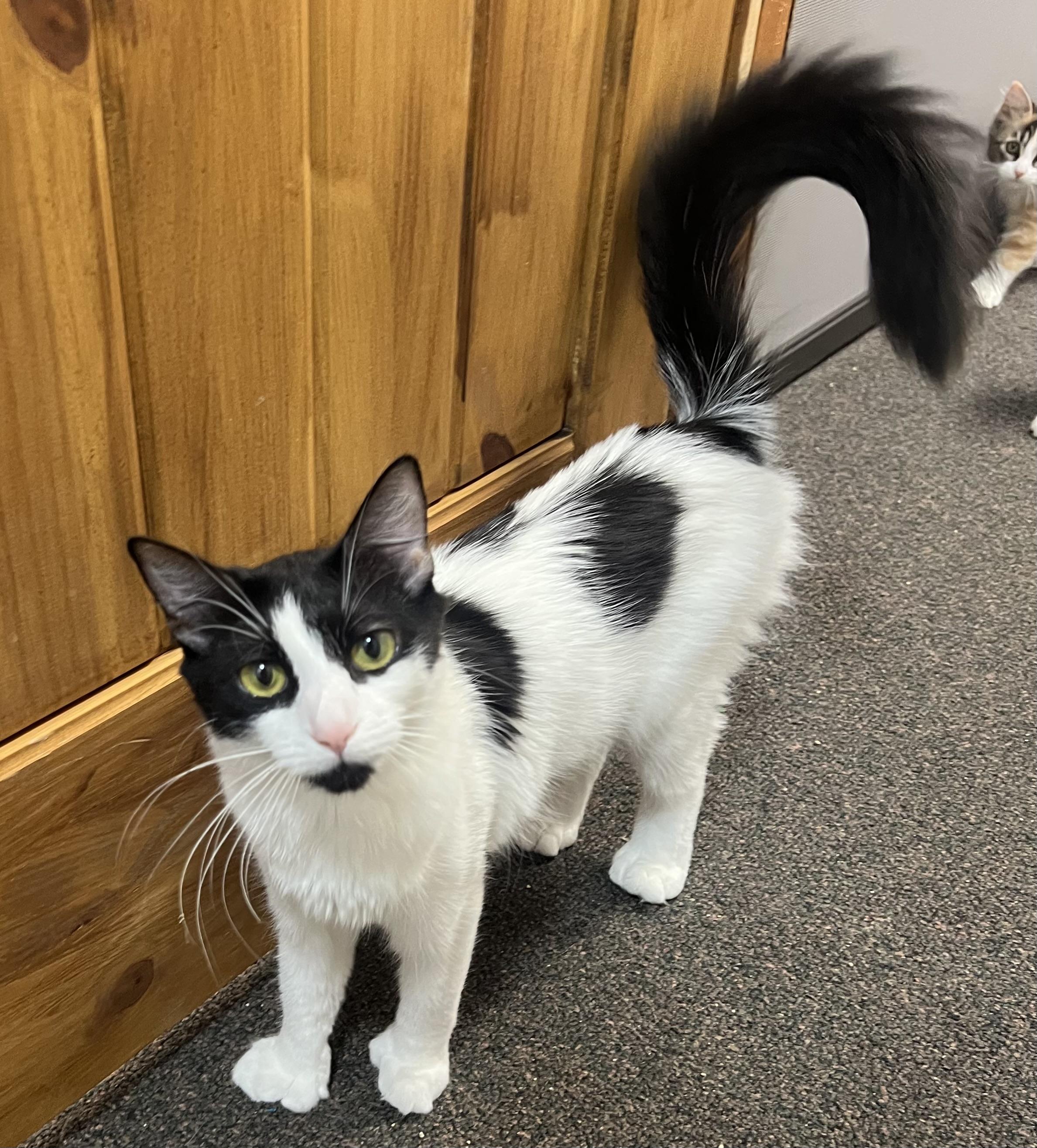 Smudge, an adoptable Turkish Angora in Anchorage, AK, 99518 | Photo Image 4