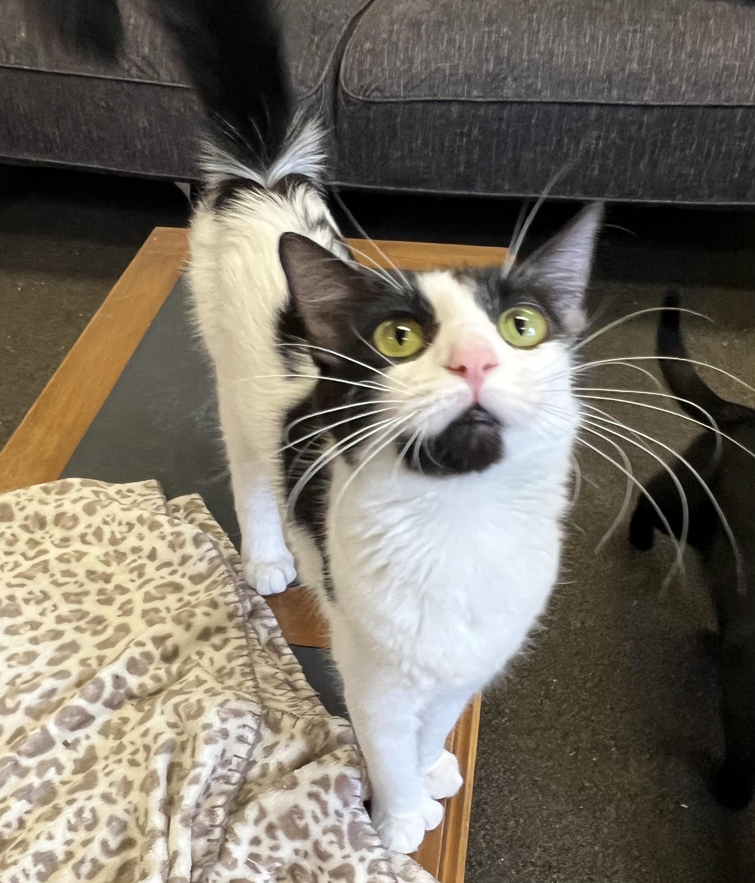 Smudge, an adoptable Turkish Angora in Anchorage, AK, 99518 | Photo Image 2