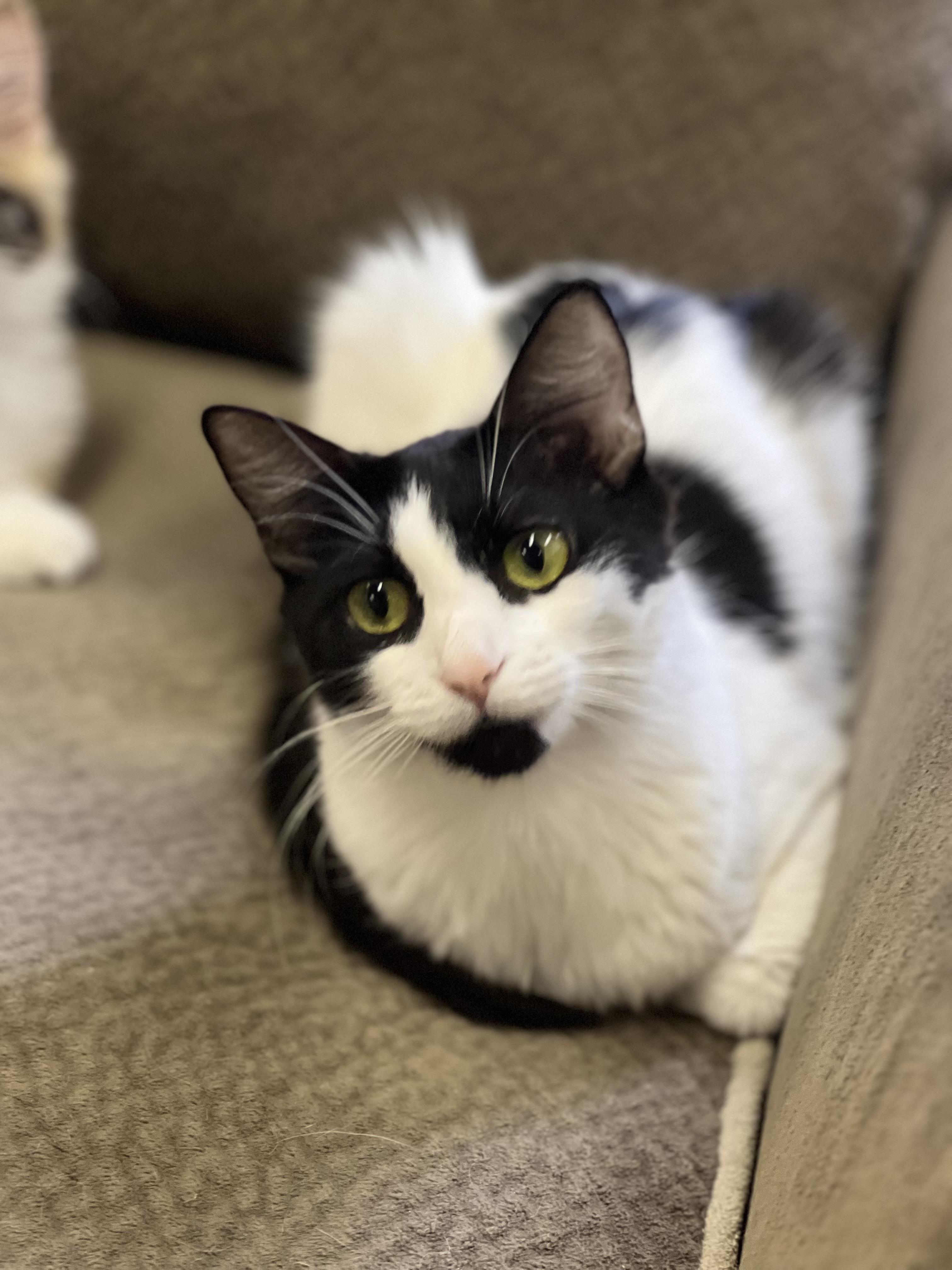 Smudge, an adoptable Turkish Angora in Anchorage, AK, 99518 | Photo Image 3