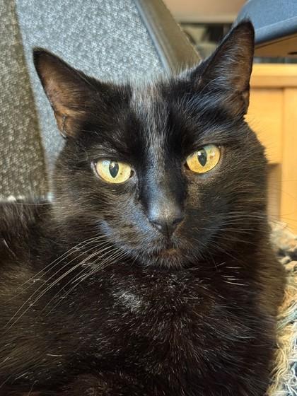 Louie, a Adoptable Domestic Short Hair in Everett, WA image 1/3