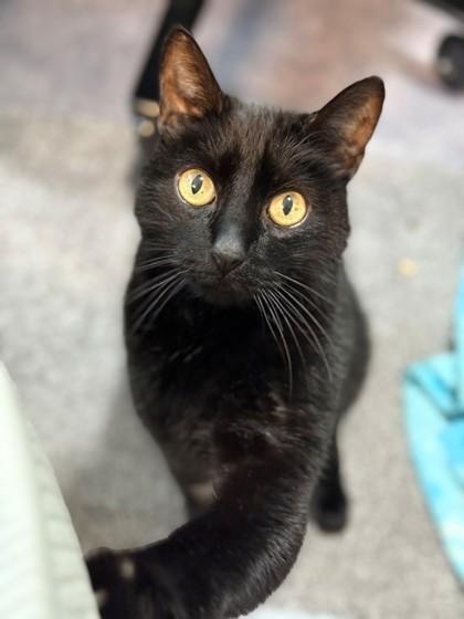 Enlarge Louie, a Adoptable Domestic Short Hair in Everett, WA image 1/6