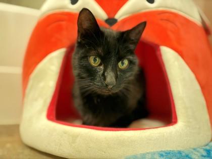 Louie, a Adoptable Domestic Short Hair in Everett, WA image 2/3