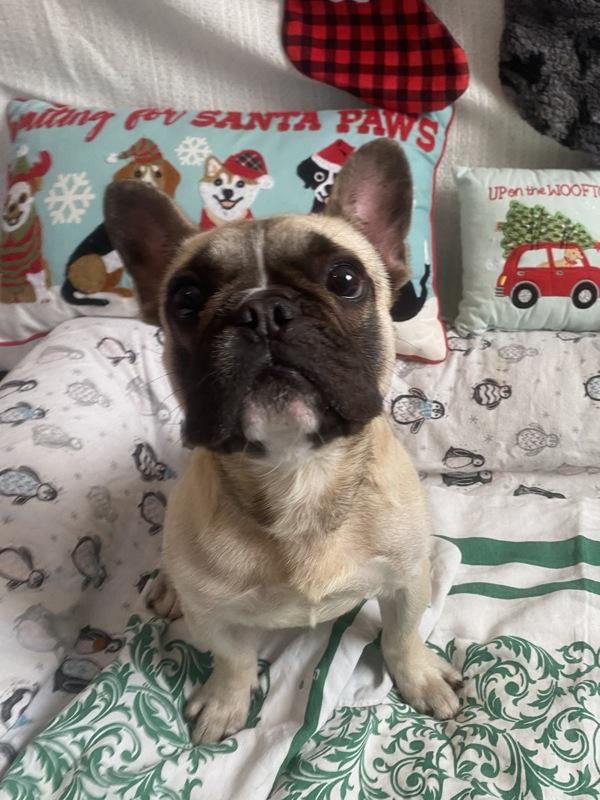 Phil, Adoptable, Young Male French Bulldog.