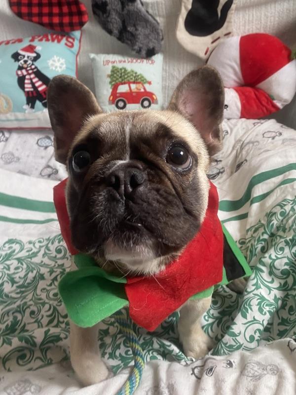 Phil, a Adoptable French Bulldog in Oakland, NJ image 2/6