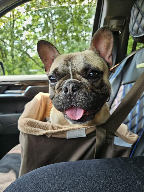 Phil, a Adoptable French Bulldog in Oakland, NJ image 3/6