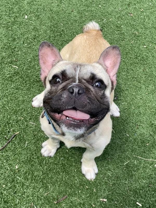 Phil, a Adoptable French Bulldog in Oakland, NJ image 4/6