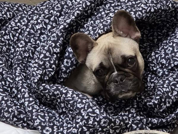 Phil, a Adoptable French Bulldog in Oakland, NJ image 5/6