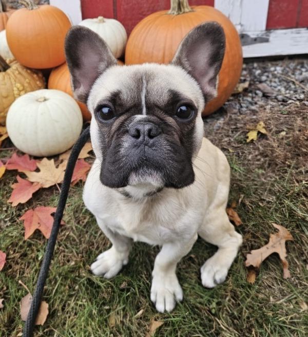 Phil, a Adoptable French Bulldog in Oakland, NJ image 6/6