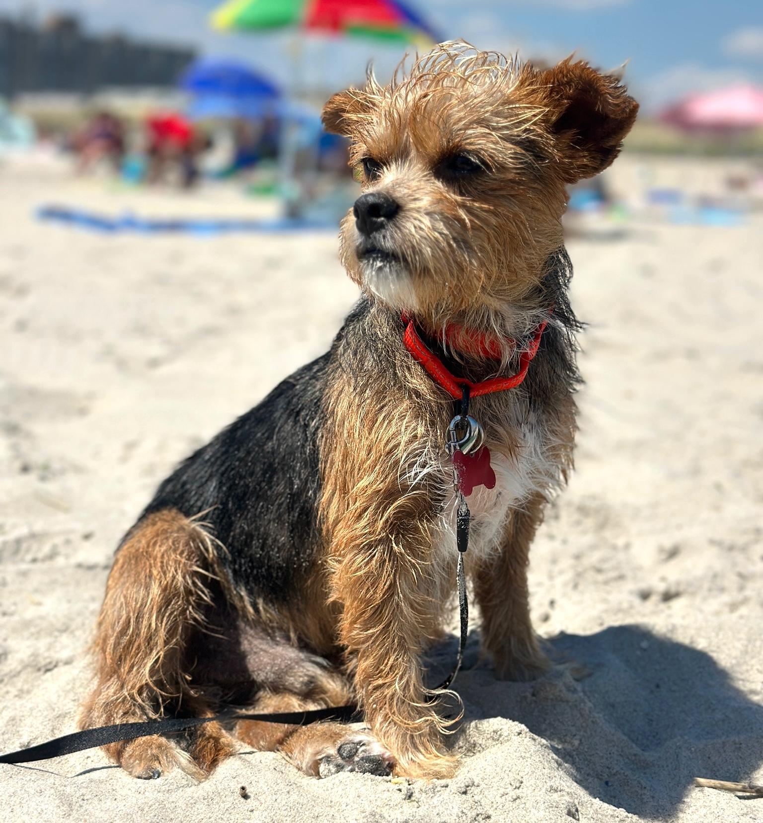 Miner, ADOPTABLE, Senior • Male, Yorkshire Terrier.