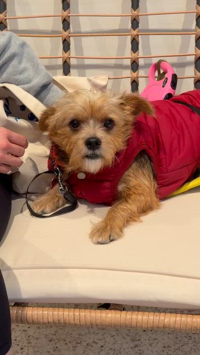 Enlarge Miner, a Adoptable Yorkshire Terrier in Brooklyn, NY video 6/6