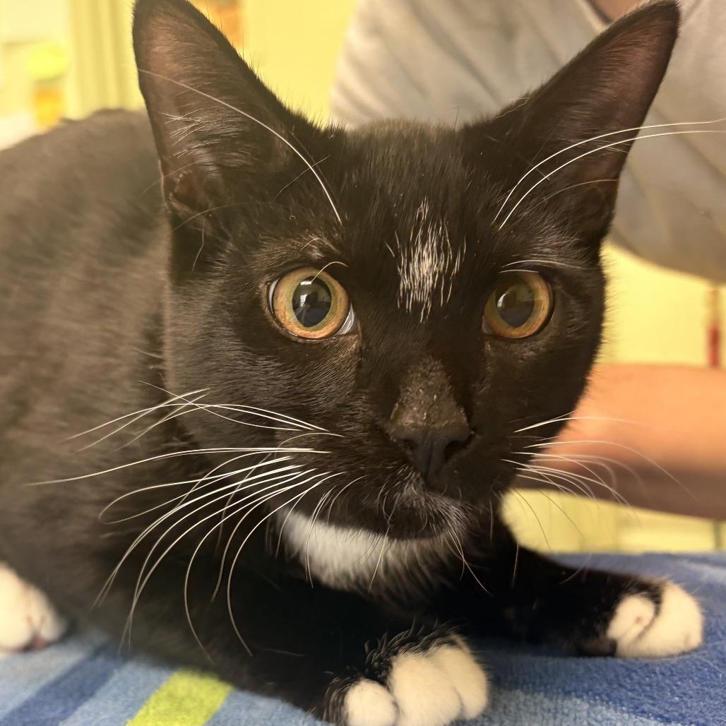 Dale, Adoptable, Young Male Domestic Short Hair.