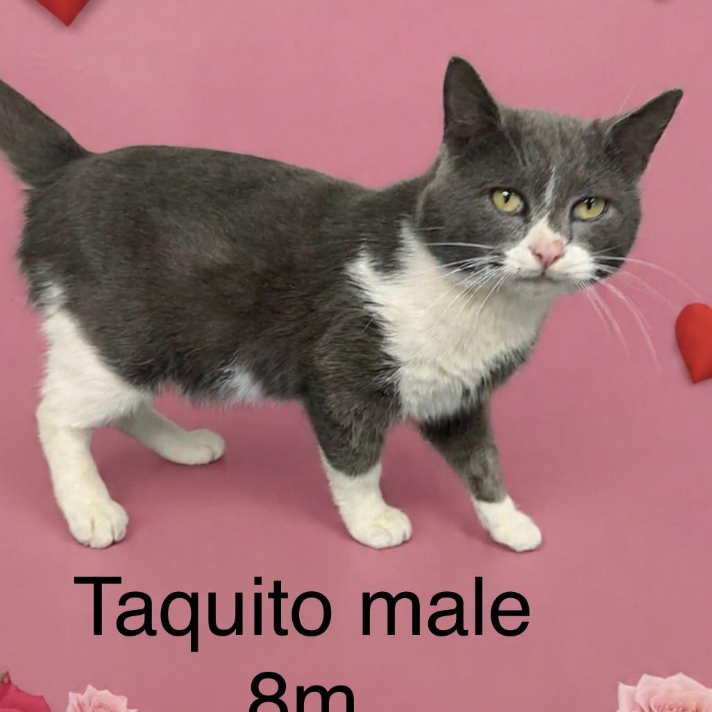 Taquito, Adoptable, Young Male Domestic Short Hair.