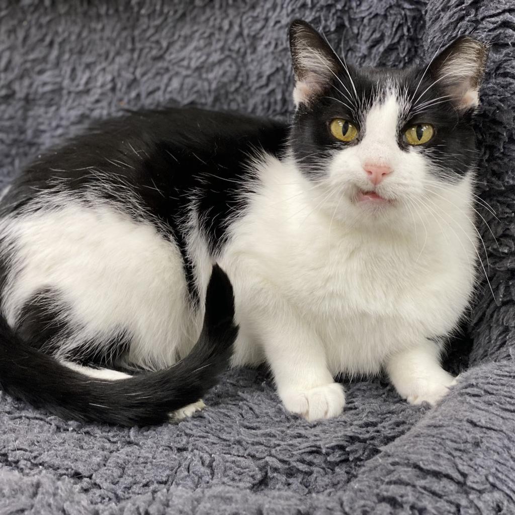 Ferdinand, Adoptable, Senior Male Domestic Short Hair.