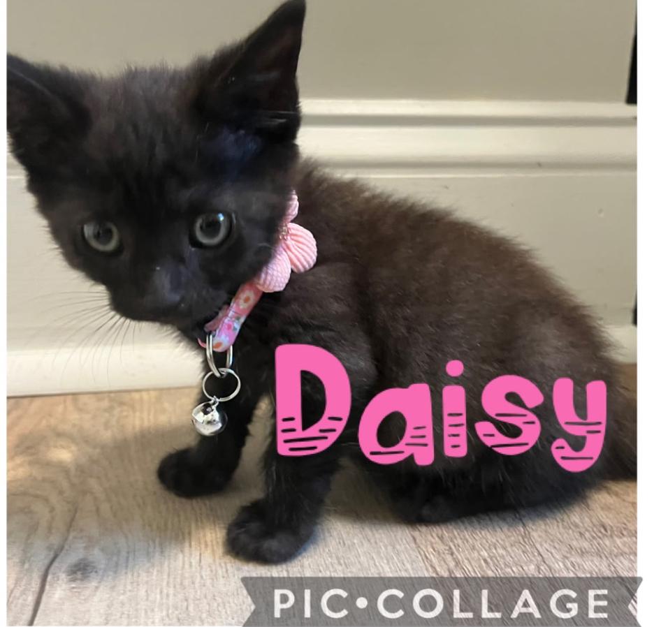 Enlarge Daisy, a Adoptable Domestic Short Hair in Kannapolis, NC image 1/3