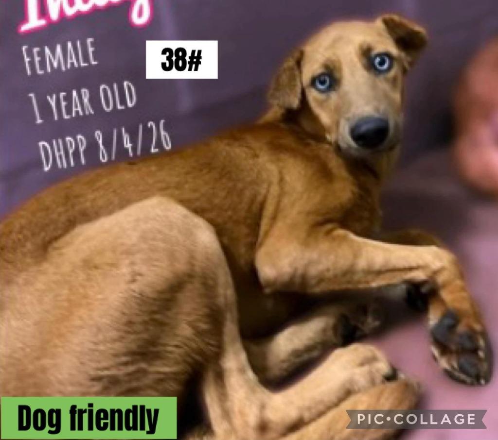 Joni, Adoptable, Young Female Mixed Breed.
