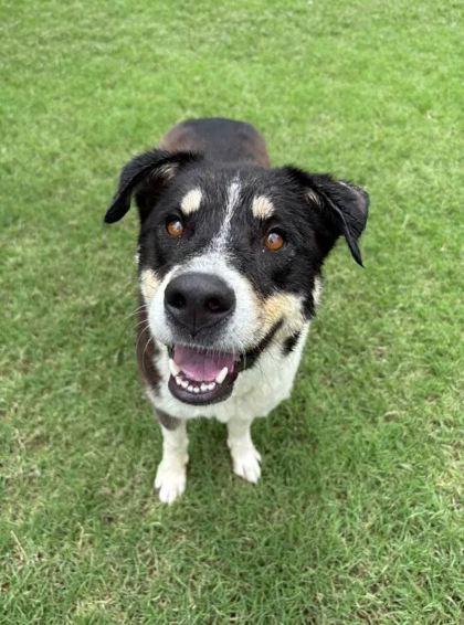 Ladybird, a Adoptable Mixed Breed in Memphis, TN image 1/3