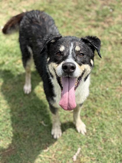 Enlarge Ladybird, a Adoptable Mixed Breed in Memphis, TN image 1/3