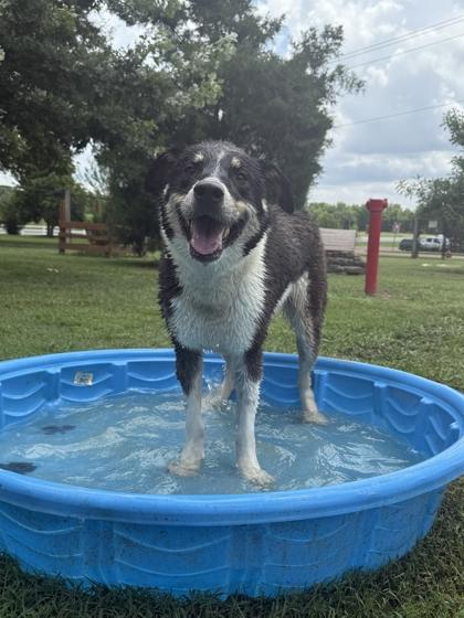 Ladybird, Adoptable, Adult Female Mixed Breed & Mixed Breed.