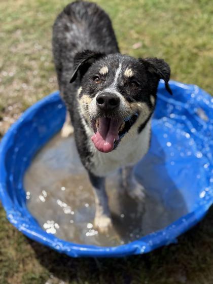 Enlarge Ladybird, a Adoptable Mixed Breed in Memphis, TN image 2/3