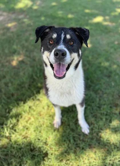 Ladybird, a Adoptable Mixed Breed in Memphis, TN image 3/3