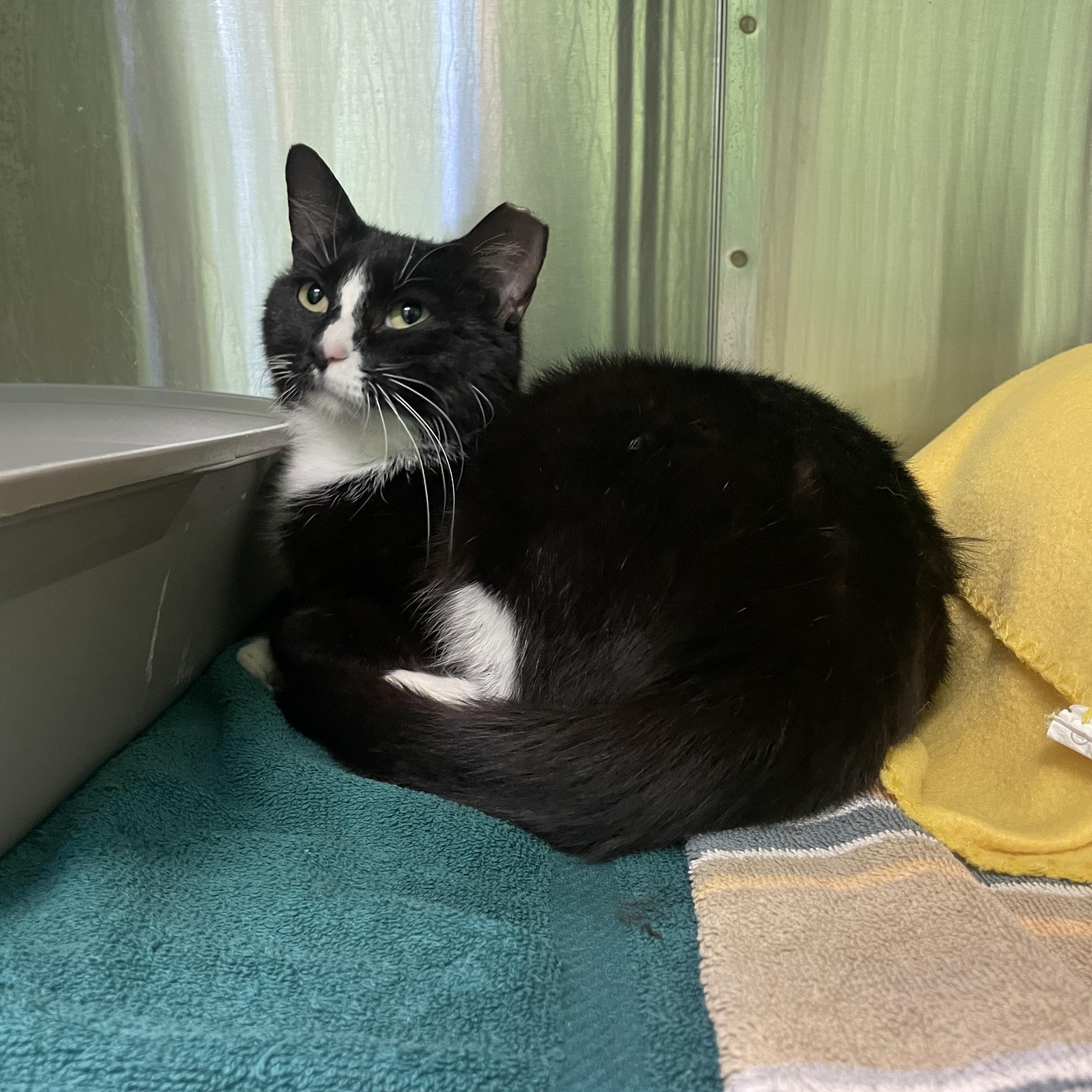 Enlarge Morra, a Adoptable mixed breed in Greenbelt, MD image 3/3