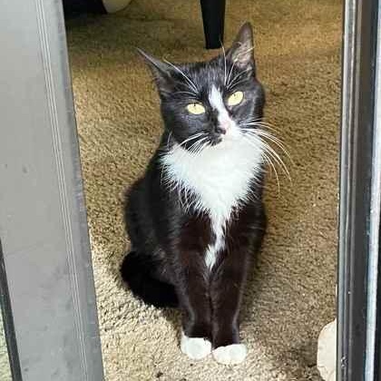 Enlarge Morra, a Adoptable mixed breed in Greenbelt, MD image 1/3