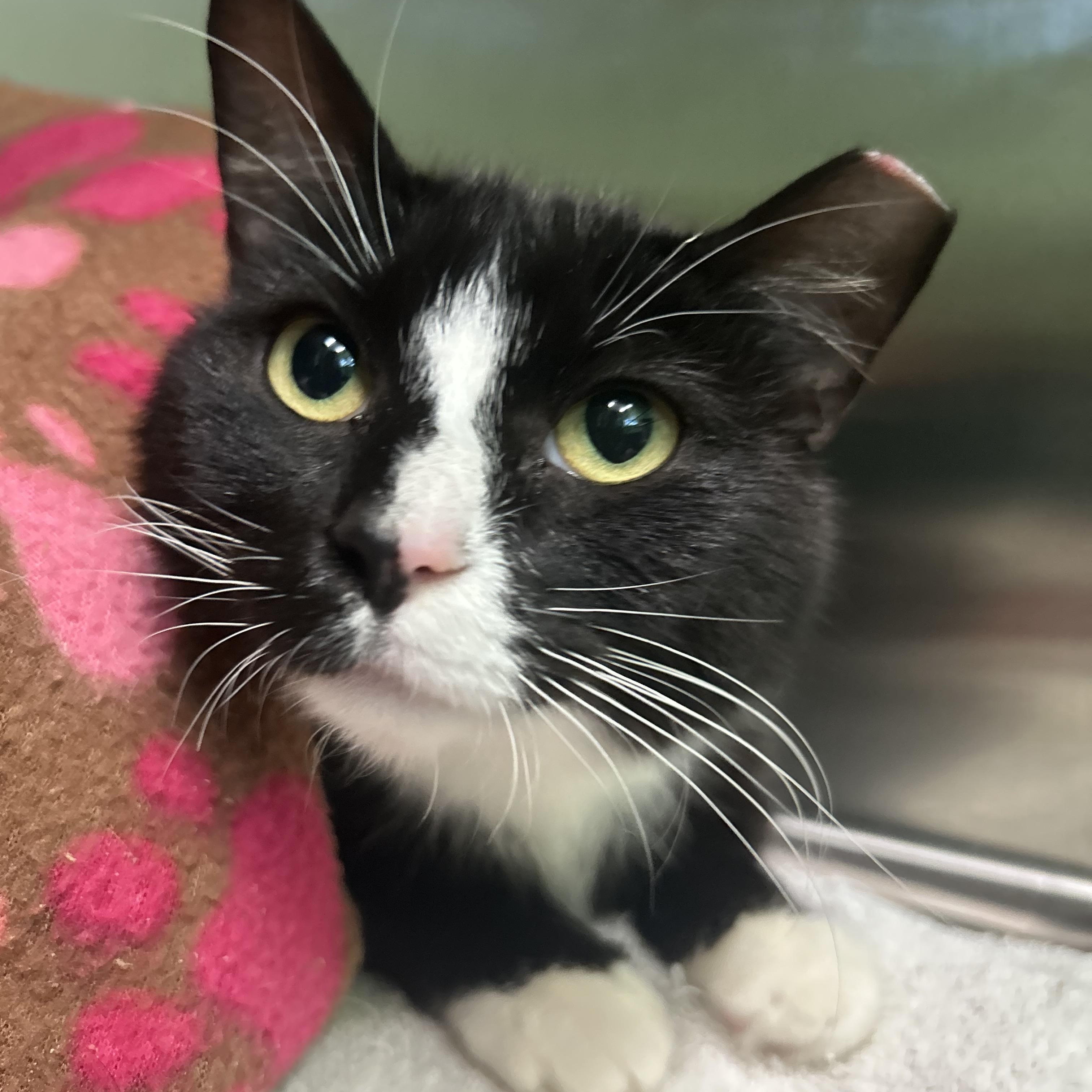 Morra, adopted, Adult Female Domestic Short Hair.